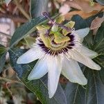 Passiflora caerulea फूल