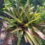 Neoregelia farinosa Fuelha