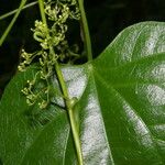 Cissampelos fasciculata 葉