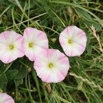 Convolvulus arvensisFlor