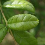Combretum constrictum Leaf
