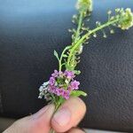 Lobularia maritimaFlower