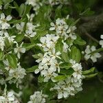 Pyrus syriaca Blomma