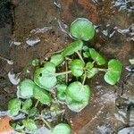 Nasturtium officinale 葉