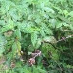 Cedronella canariensis Likasa