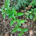 Triphasia trifolia Leaf