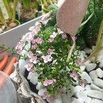 Boronia crenulata 花