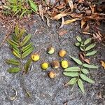 Sorbus domestica Fruto