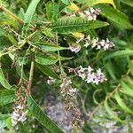 Aloysia citriodora Schors