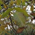 Juglans mandshurica Лист