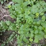 Cardamine bonariensis عادت