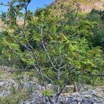 Sorbus aucupariaBlad