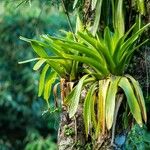 Tillandsia fendleri Feuille