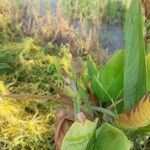 Canna glauca Кветка