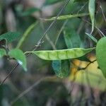 Macrotyloma axillare Fruit