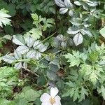 Rosa arvensis Plante entière
