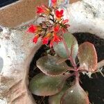 Kalanchoe crenata Flower