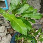Brunfelsia americana Folio