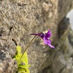 Pinguicula grandiflora Flor