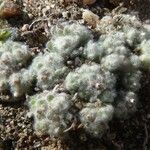 Lasiopogon muscoides Hoja