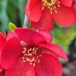 Chaenomeles japonica Çiçek