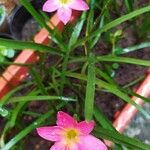 Zephyranthes roseaKwiat