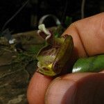 Polystachya galeata Flower