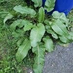 Rumex obtusifolius Hábito