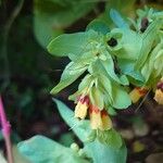 Cerinthe glabra Flower