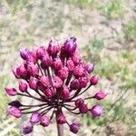 Allium atroviolaceum Blodyn
