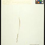 Eragrostis propinqua Diğer