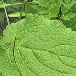 Stachys sylvatica Leaf