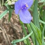 Tradescantia occidentalis Blüte