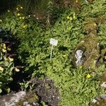 Aposeris foetida Folha