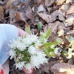 Petasites albus Цветок