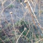 Lomelosia rutifolia ᱡᱚ