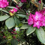 Rhododendron catawbiense Leaf