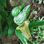 Anthurium subsignatum Leaf