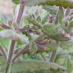 Teucrium scordium Blad