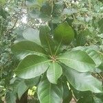 Barringtonia acutangula Leaf