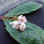 Apocynum androsaemifolium Leaf