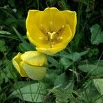 Tulipa billietiana Flor