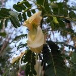 Sesbania grandiflora Flors