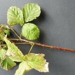 Rubus montanus Altul/Alta