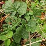 Geum pyrenaicum Leaf