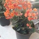 Kalanchoe crenataBlomst