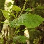 Fagus sylvaticaDeilen