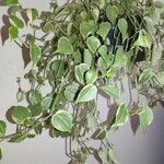 Peperomia scandens Leaf