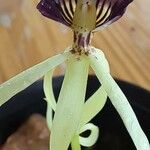 Prosthechea cochleata Fleur