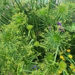 Cyperus haspan Fiore